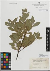 Foto von Salix myrsinifolia subsp. borealis (Fr.) Hyl.